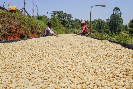 Washed Kenya Microlot - Getuya - AA